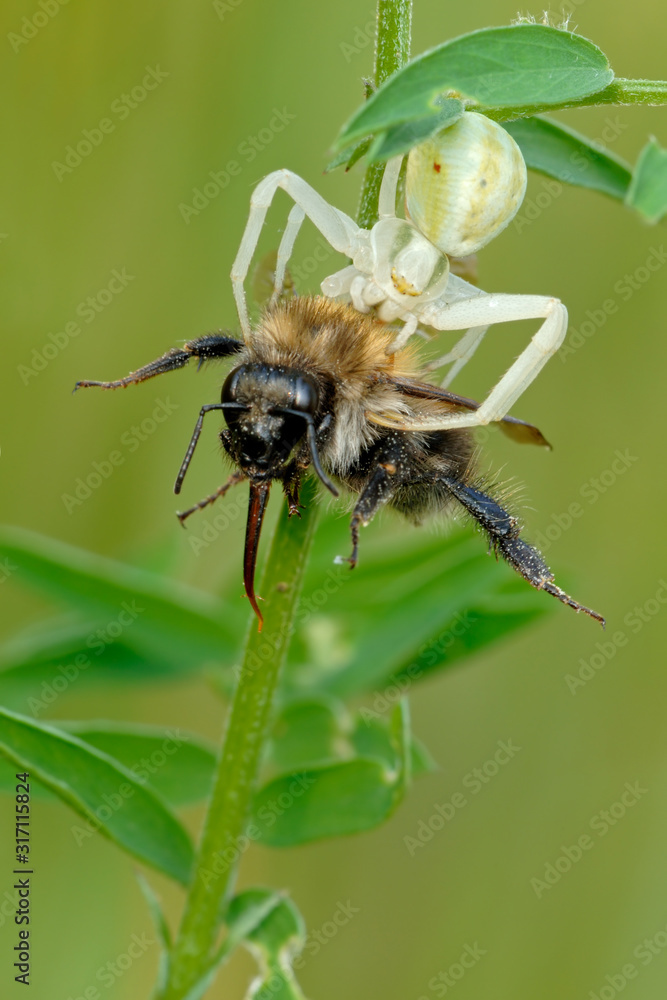 Veränderliche Krabbenspinne Misumena vatia Veränderliche Krabbenspinne Misumena vatia