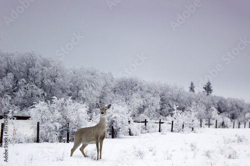 Winter scene of a white tail female deer standing in the winter snow