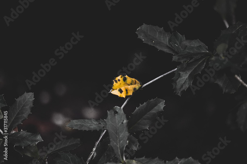 A Yellow Leaf