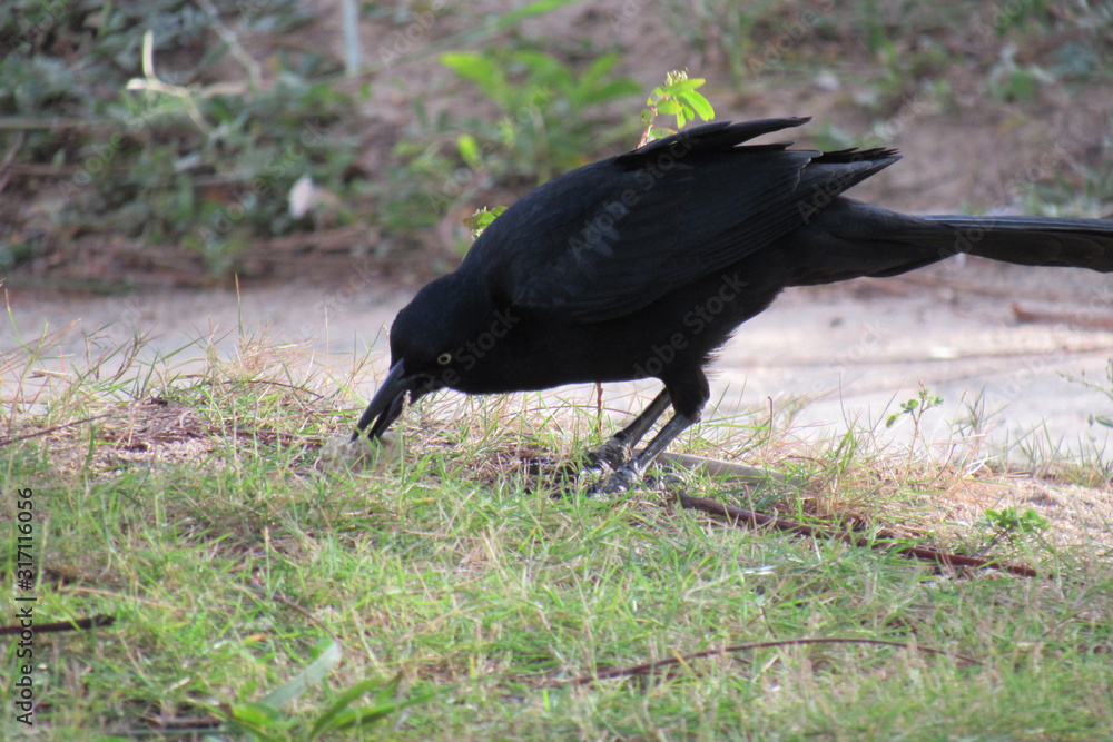 Naklejka premium The great-tailed grackle or Mexican grackle ( Quiscalus mexicanus)