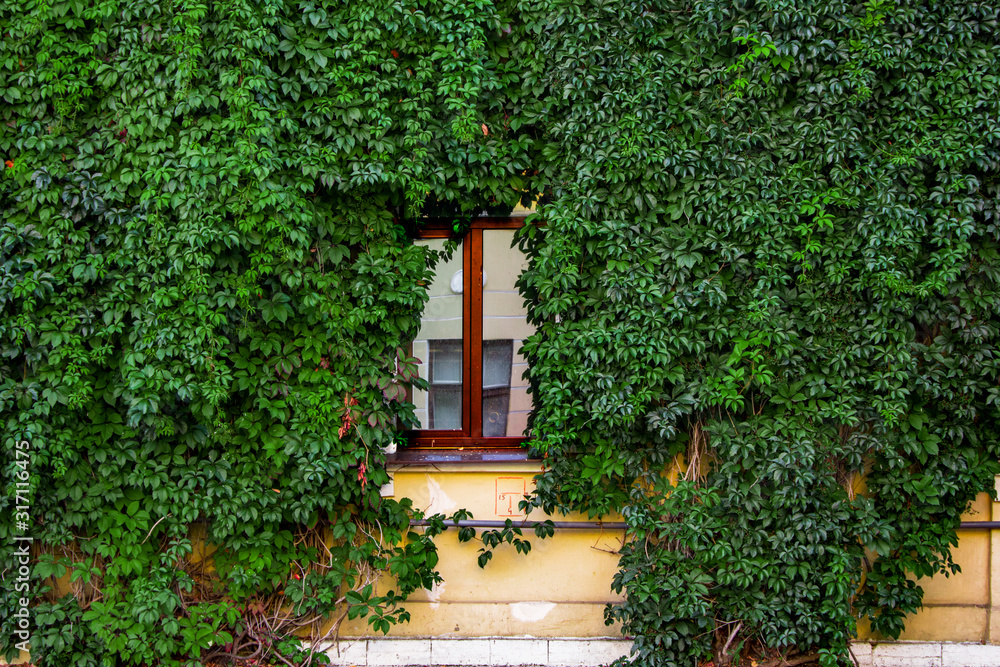 the window of the house is abundantly overgrown with bright fresh green ivy