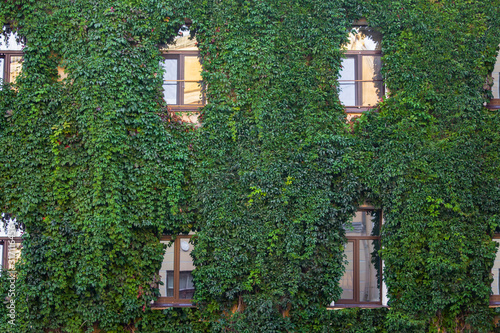 beautiful two-story facade of the house is abundantly overgrown with bright fresh green ivy © Pavel