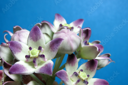 Close up of a pretty white and purple flower surrounded by others against a blue background.