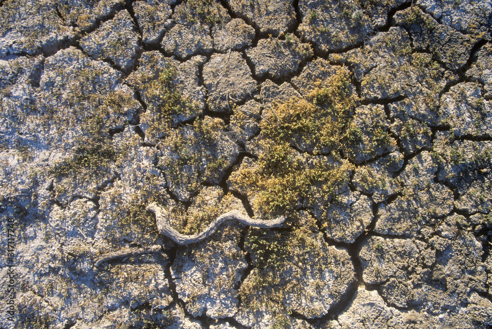 Dry Lakebed, Soda Lake, California