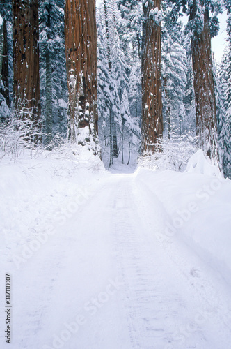 Winter Road in Sequoia National Park, California