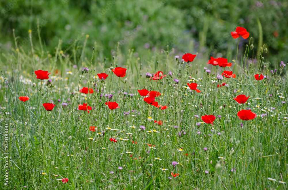 Beautiful field of poppies surrounded by green .