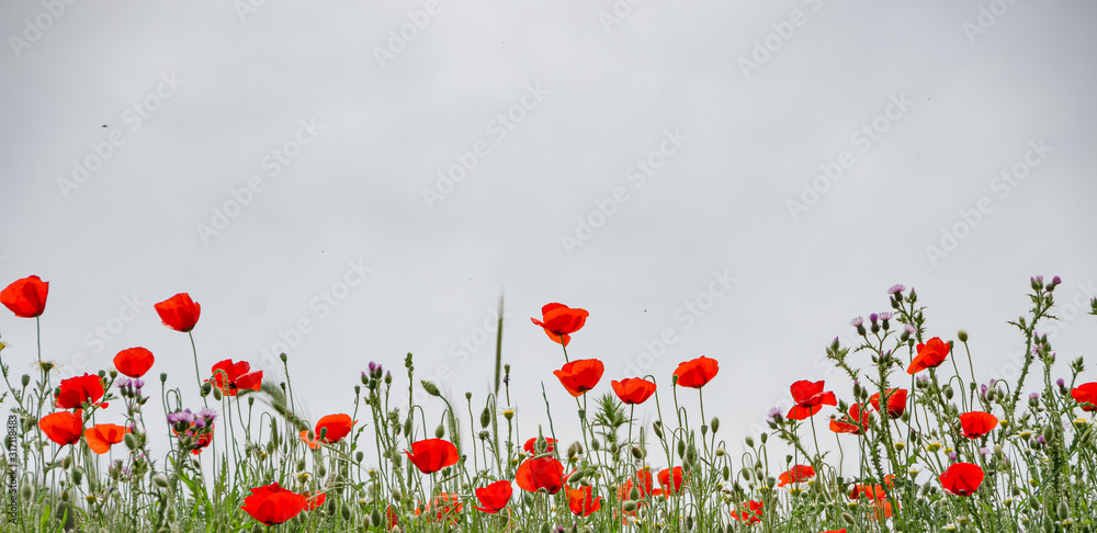 Fototapeta premium Poppies with white background .