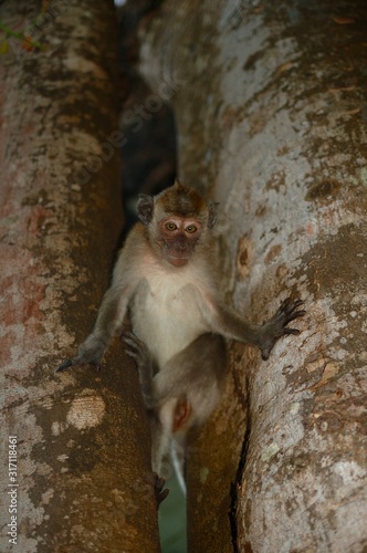 little funny monkey play natur