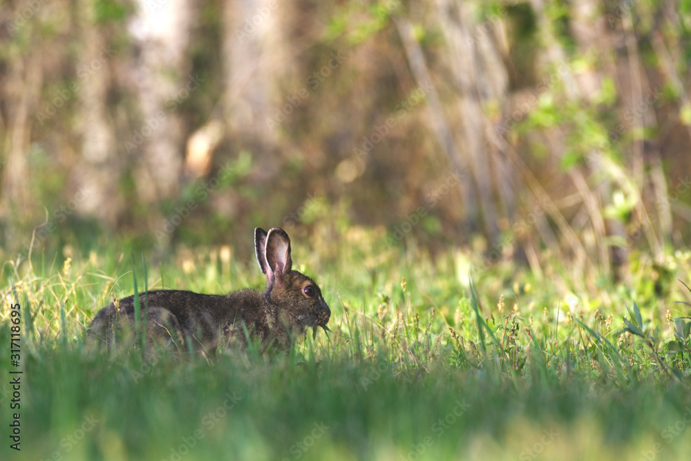 Obraz premium A snow shoe hare foraging in long grass