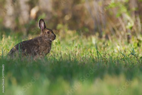 A snow shoe hare foraging in long grass © James