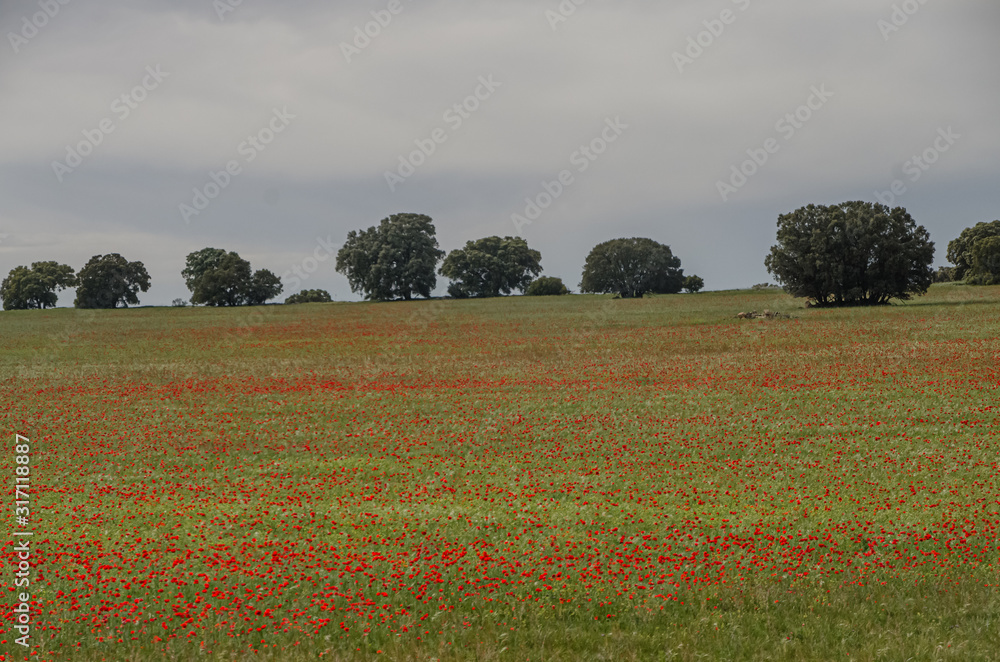 Field landscape with poppies .