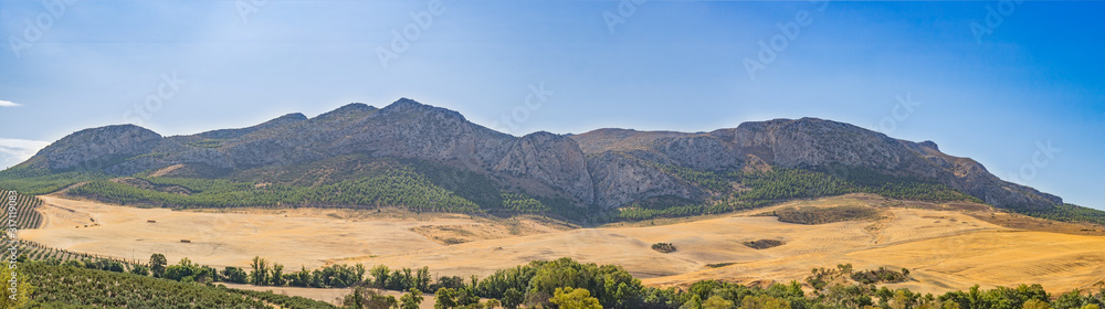 Fototapeta premium A summer mountain landscape with a grove of young olive trees. Spain, Andalusia.
