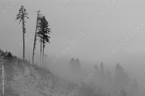 Fotografía Nach Sturm Lothar Mittlerer Schwarzwald