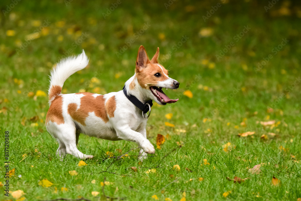 Jack Russell is playing on a greenfield site with a stick Jack Russell is playing on a greenfield site with a stick