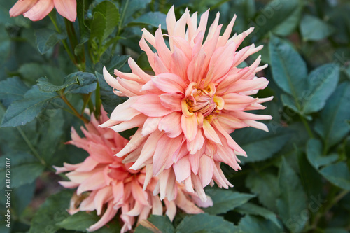 Dahlia Flower, Big Brother, growing in garden. Vivid blossom of dahlia. 