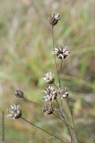 Dry wild flowers on the autumn meadow