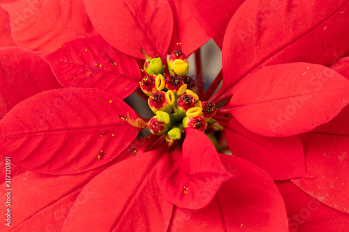 Fotografia Flor de Nochebuena resaltando el centro de la flor