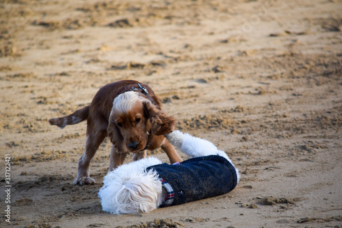 dog on beach photo