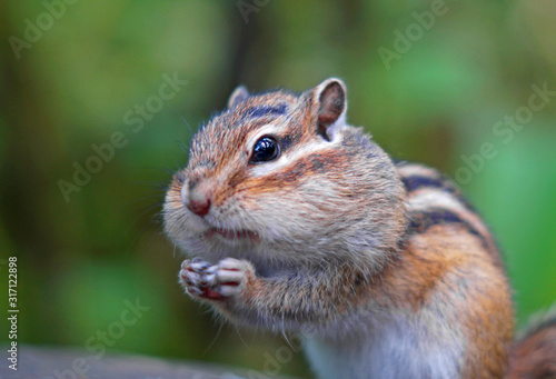 Beautiful portrait of a chipmunk living in the forest photo