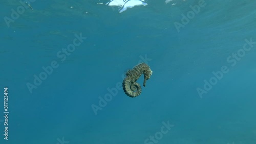 Seahorse slowly swims under surface in the blue water background. Slow motion, underwater shot photo