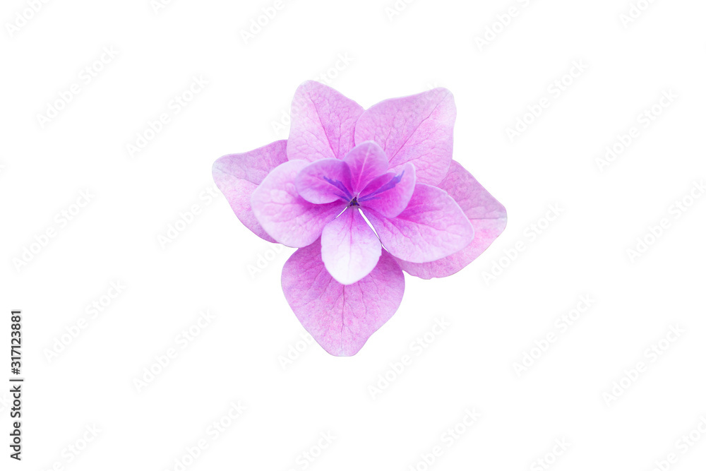 beautiful blooming Hydrangea macrophylla single flower purple color in isolated white background with clipping path
