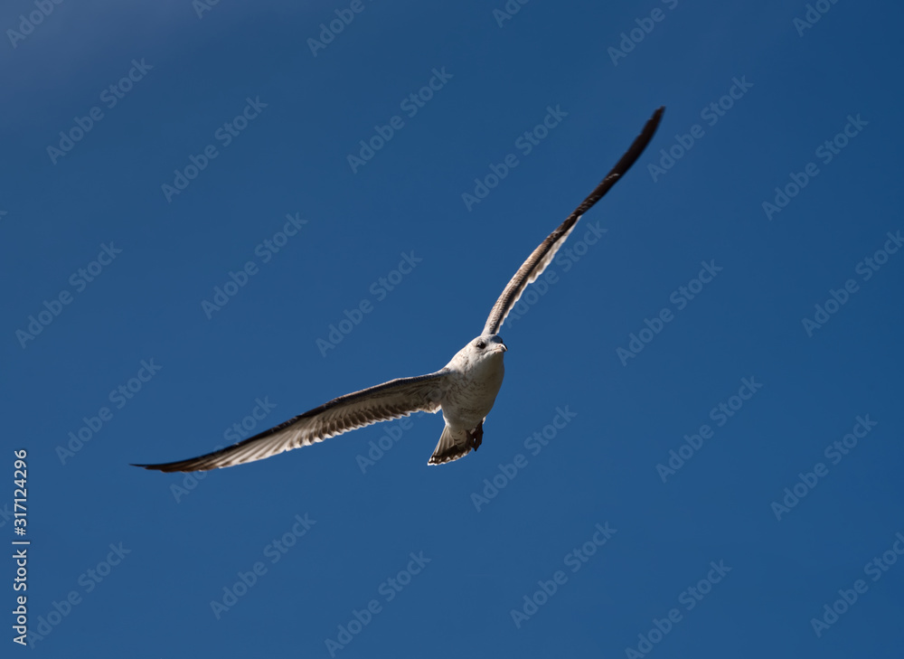 A seagull flying against a clear blue sky. A seagull flying against a clear blue sky.