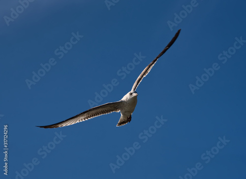 A seagull flying against a clear blue sky.