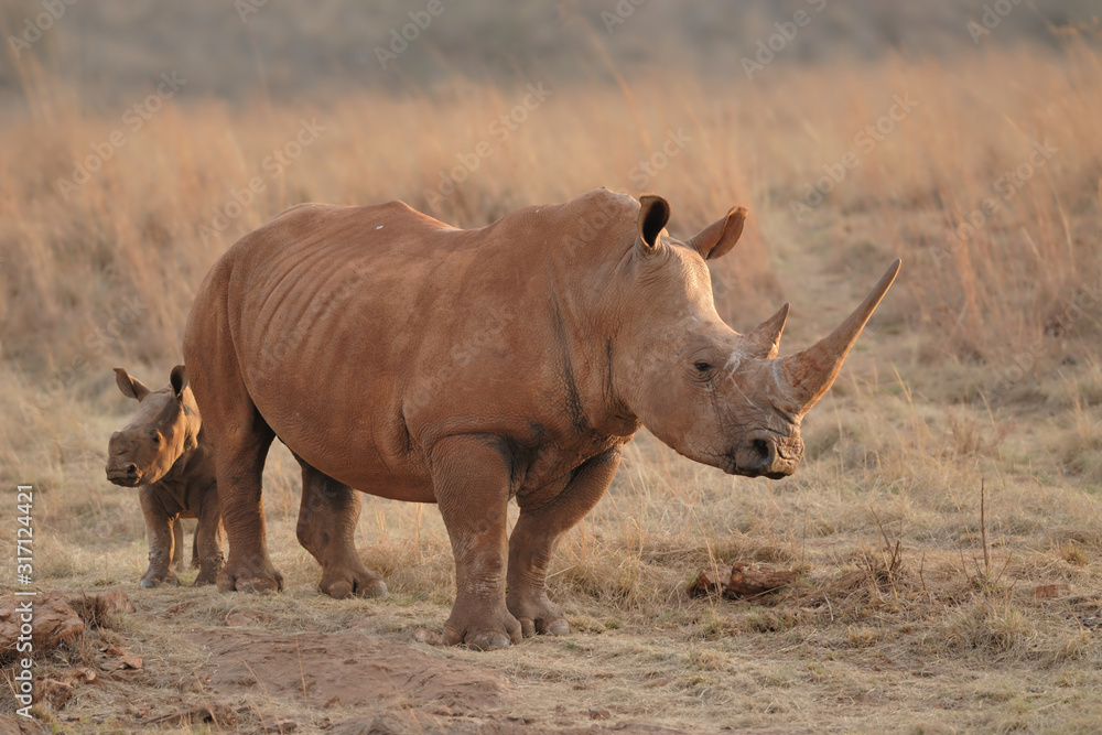 Breitmaulnashorn Ceratotherium simum Breitmaulnashorn Ceratotherium simum
