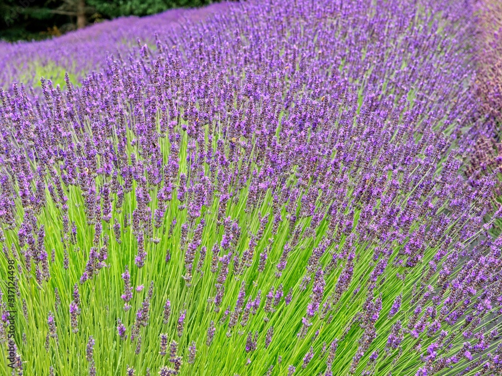 Naklejka premium Lavender field on Salt Spring Island