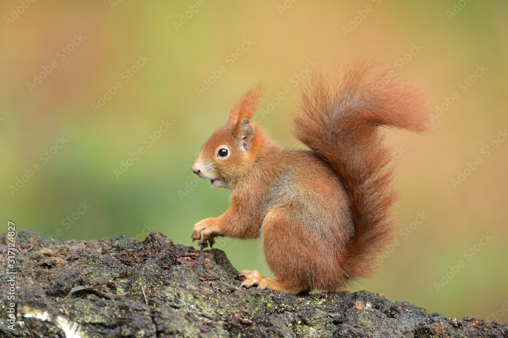 Eichhörnchen Sciurus vulgaris Eichhörnchen Sciurus vulgaris
