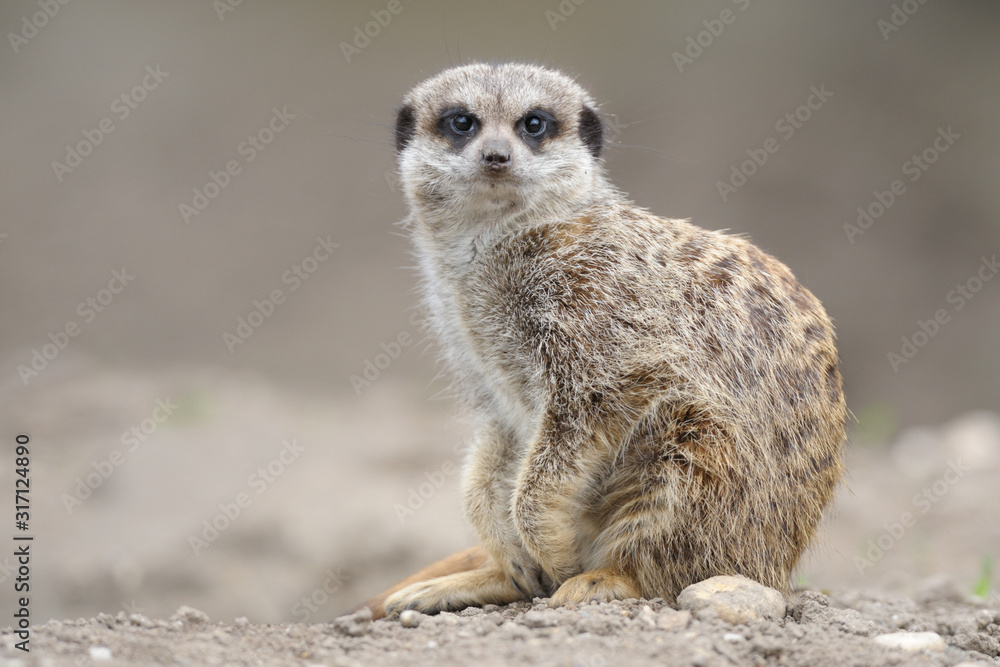 Erdmännchen Suricata suricatta Erdmännchen Suricata suricatta