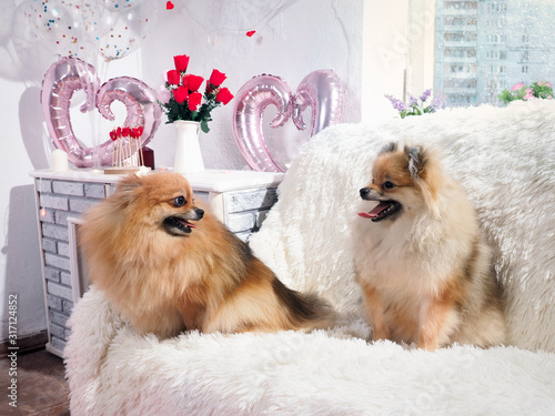 Cute dogs in a romantic interior with hearts