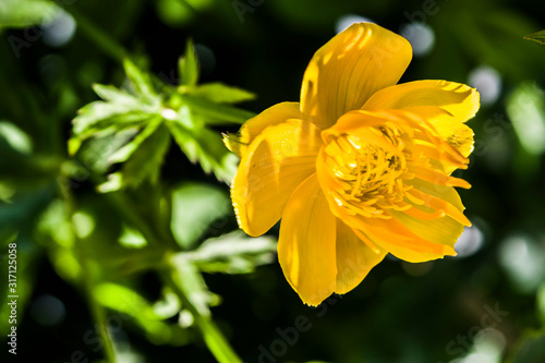 Globe - flower (Trollius Asiaticus) close - up on spring or summer background of greenery in the garden, forest, park. Floral summer background with yellow flowers in green grass. 