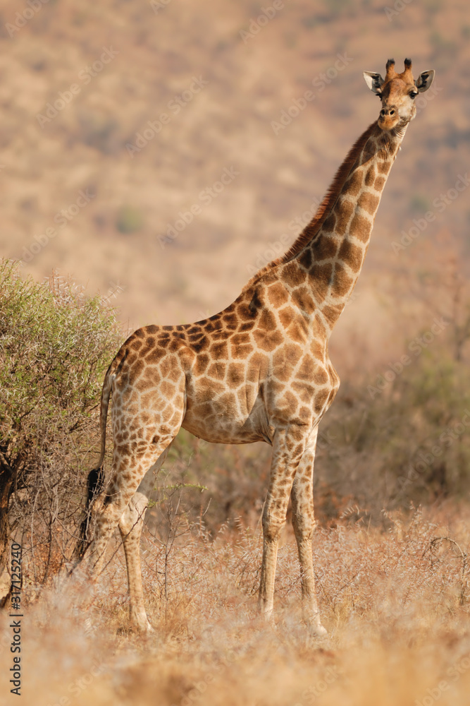 Giraffe Giraffa camelopardalis