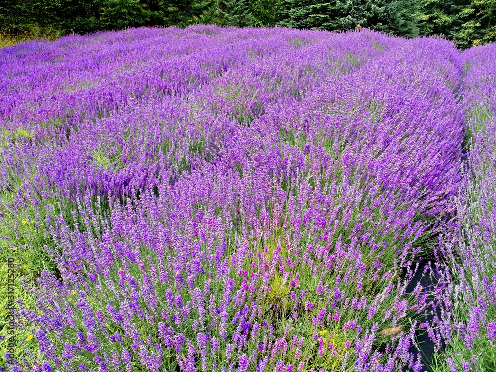 Lavender field on Salt Spring Island