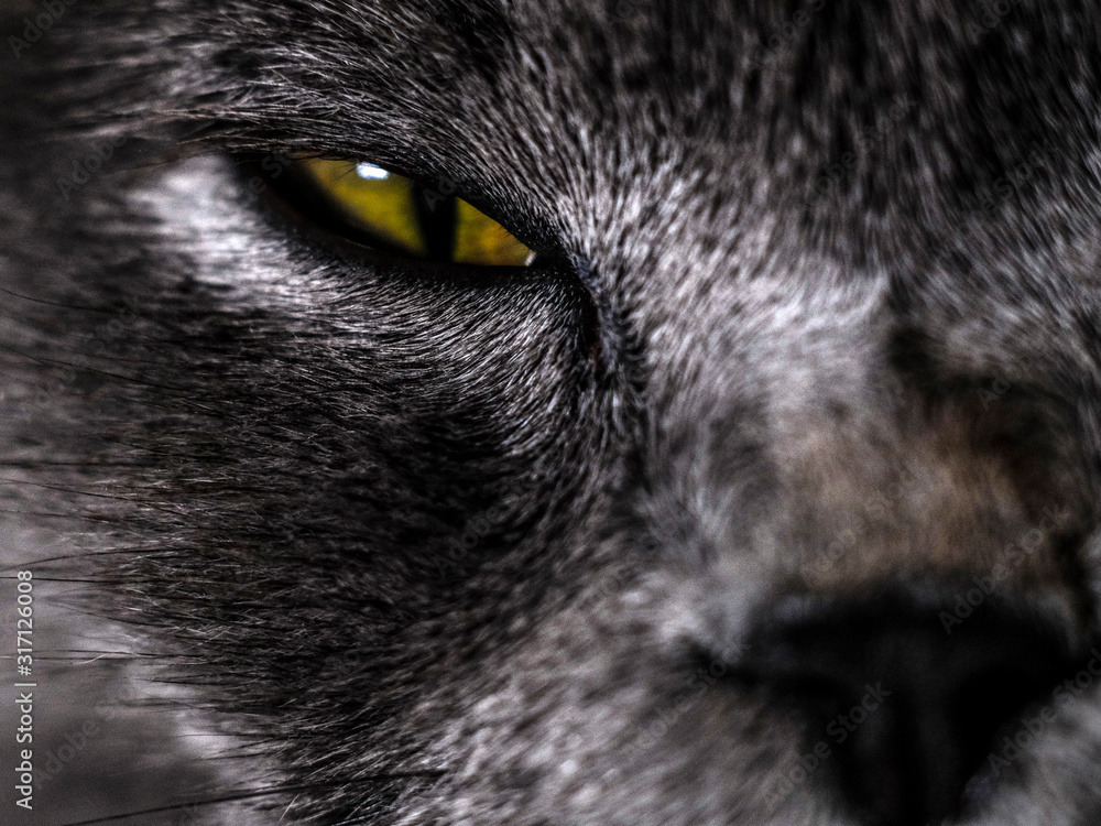 The image of a cat face close up The image of a cat face close up