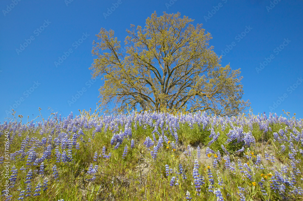 Lone tree and colorful bouquet of spring flowers and purple lupine blossoming off Route 58 on Shell Creek road, West of Bakersfield in CA Lone tree and colorful bouquet of spring flowers and purple lupine blossoming off Route 58 on Shell Creek road, West of Bakersfield in CA