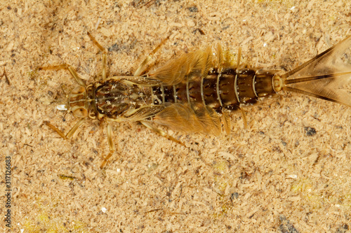 The dragonfly larvae on Suvaja River