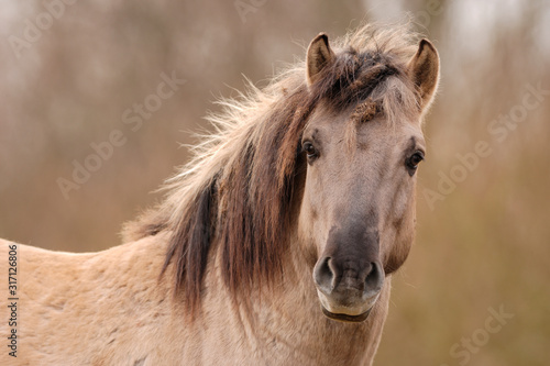 Konikpferd