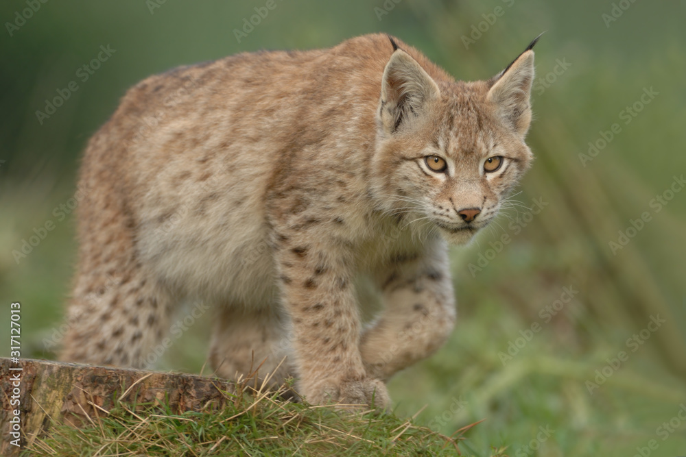Luchs Lynx Iynx Luchs Lynx Iynx