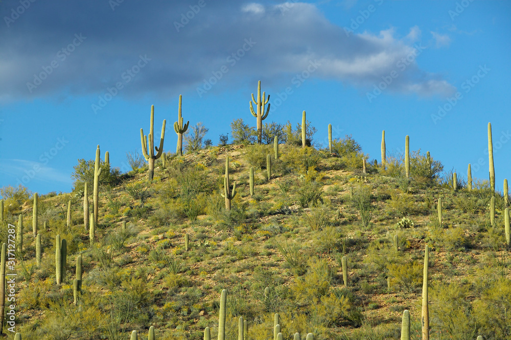 Fototapeta premium A pyramid of giant Sonoran saguaro cactus and white puffy clouds at sunset in Saguaro National Park West, Tucson, AZ