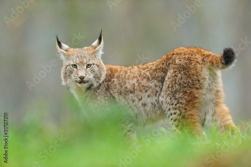 Luchs Lynx Iynx