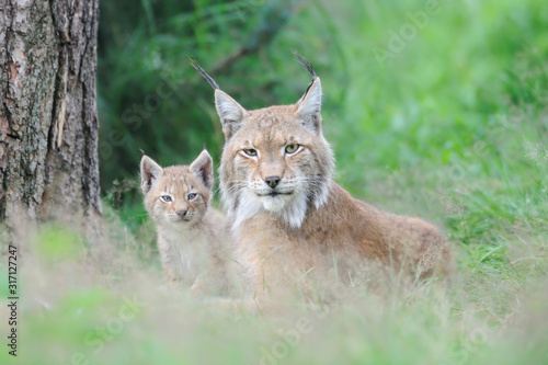 Luchs Lynx Iynx © Dirk