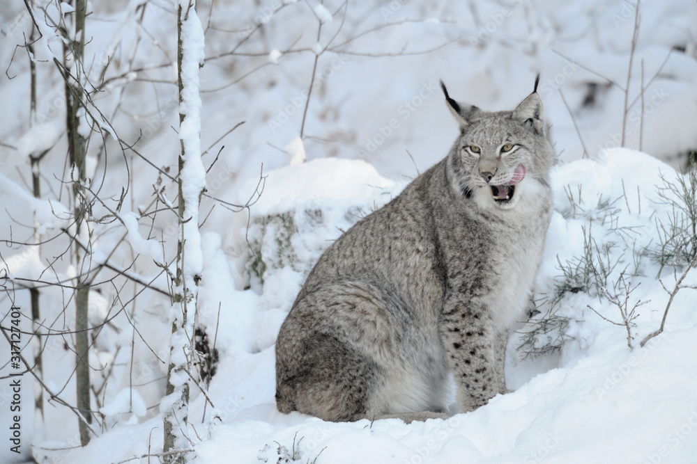 Luchs Lynx Iynx Luchs Lynx Iynx