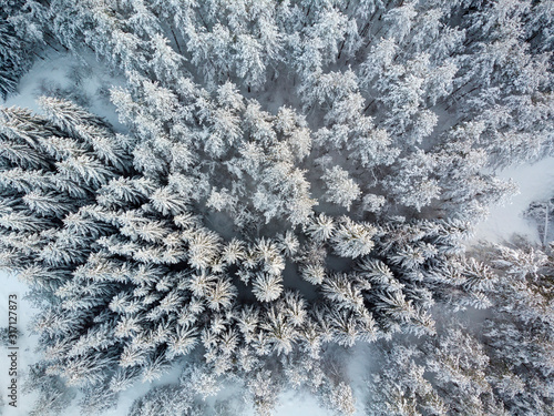 Aerial view of snow-clad treetops of the fir  Lika  Croatia