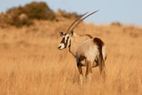 Orix Oryx gazella