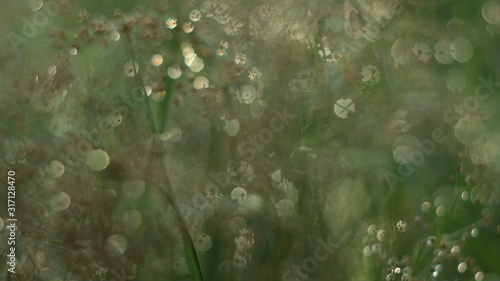 grass with water drops of dew on background