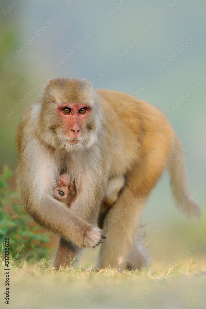 Naklejka premium Rhesusaffe Macaca mulatta