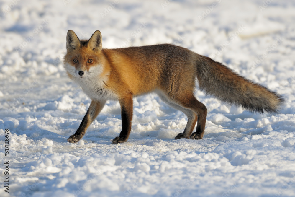 Rotfuchs Vulpes vulpes Rotfuchs Vulpes vulpes