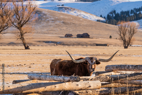 Longhorn cattle by fence on snowy mountain ranch